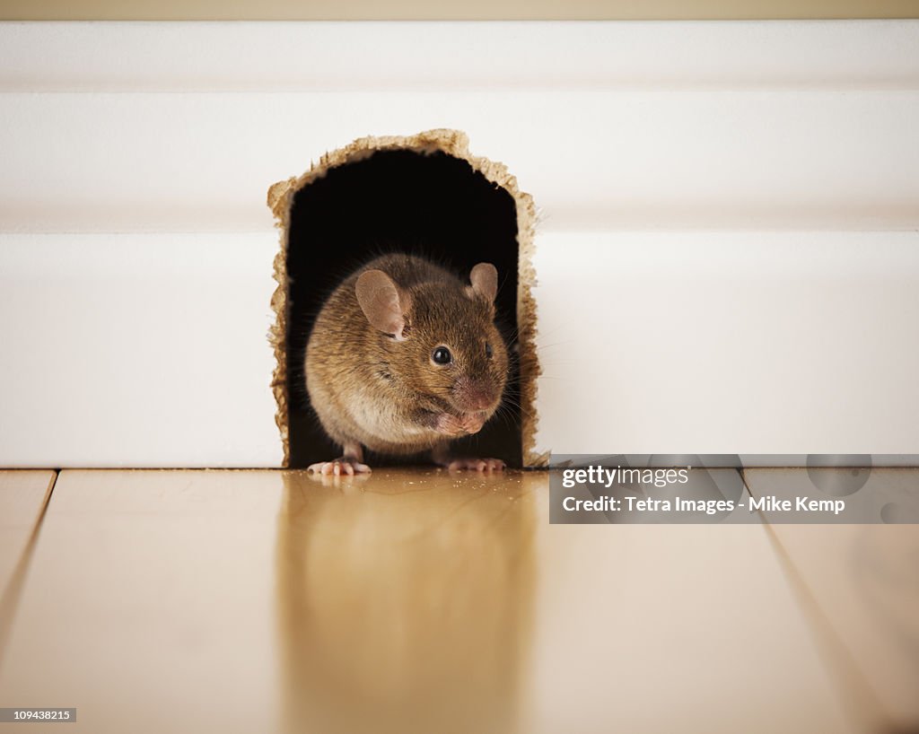a stock photo of a mouse in a hole