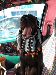 A black dog sitting in the front seat of a colorful car wearing a halloween themed ruff, mouth open wide