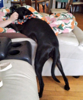Black dog standing strangely leaning against a white couch