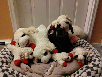 Black dog with her tounge peaking out next to a devil lambchop dog toy. She looks particurly cute