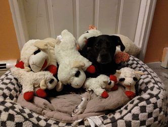 Black dog nestled admist a pile of lambchop dog toys